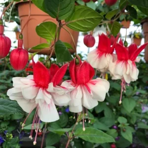 Swingtime Fuchsia Live Plant - Red & White Blooms, 5 Inch Pot, Outdoor Shrub - Image 7