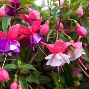 Swingtime Fuchsia Live Plant - Red & White Blooms, 5 Inch Pot, Outdoor Shrub - Image 8
