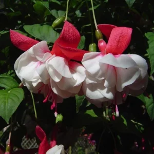 Swingtime Fuchsia Live Plant - Red & White Blooms, 5 Inch Pot, Outdoor Shrub - Image 9