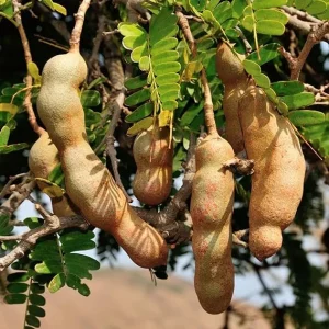 Tamarind Live Plant 3' Tall - Edible Fruit Tree, Tropical for Patio - Image 5