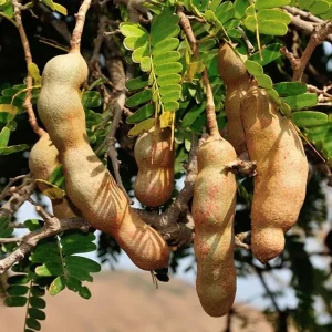 Tamarind Live Plant 3' Tall - Edible Fruit Tree, Tropical for Patio - Image 1