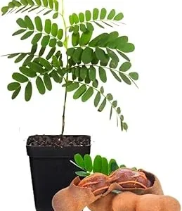 Tamarind Tree Live Plant - 4 Inch Pot - Tropical Fruit - 5+ Inches Tall - Image 3