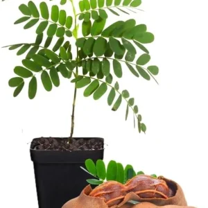Tamarind Tree Live Plant - 4 Inch Pot - Tropical Fruit - 5+ Inches Tall - Image 7
