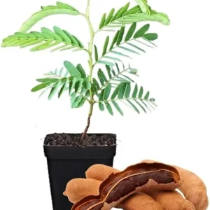 Tamarind Tree Live Plant – 5-8 Inch Tall Outdoor Fruit Plant - Image 4