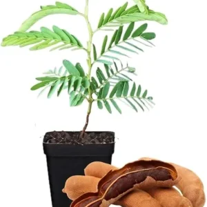 Tamarind Tree Live Plant – 5-8 Inch Tall Outdoor Fruit Plant - Image 6