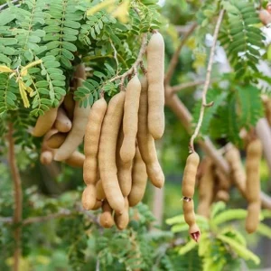 Tamarind Tree Live Plant - 6-8 Inch Tall Tropical Fruit Tree Perennial - Image 5