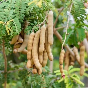 Tamarind Tree Live Plant - 6-8 Inch Tall Tropical Fruit Tree Perennial - Image 1