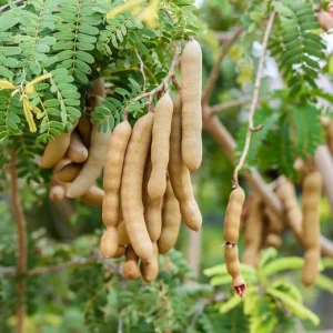 Tamarind Tree Live Plant - 6-8 Inch Tall Tropical Fruit Tree Perennial - Image 7