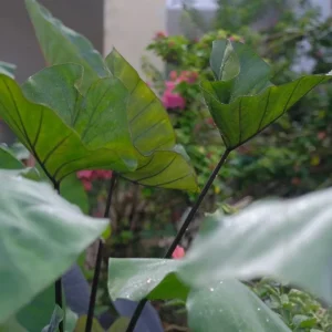 Tea Cup Colocasia Live Plant - Rare Elephant Ear Taro, 5-9
