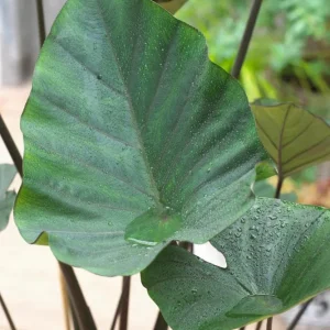 Tea Cup Colocasia Live Plant - Rare Elephant Ear Taro, 5-9
