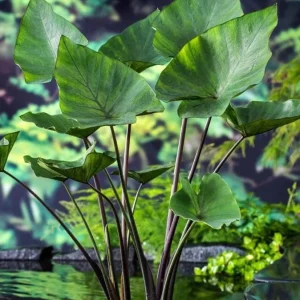 Tea Cup Colocasia Live Plant - Rare Elephant Ear Taro, 5-9