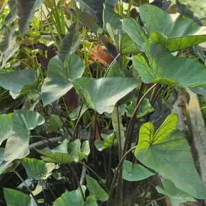 Tea Cup Colocasia Live Plant - Rare Elephant Ear Taro, 5-9