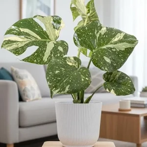 Thai Constellation Monstera Live Plant – Variegated Houseplant – 4-6 Inches Tall - Image 4