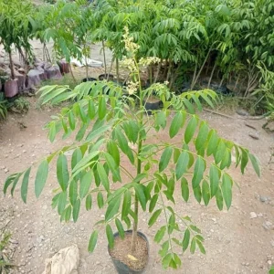 Thai June Plum Tree Live Plant - 3 Gallon Pot, 2-3 Years Old, Tropical Fruit - Image 1