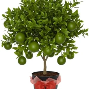 Thai Lime Tree Live Plant - 3 Gallon Pot, Already Bearing Fruit, Cold Hardy - Image 2