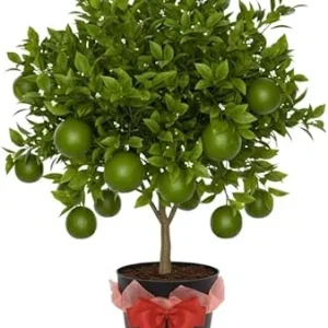 Thai Lime Tree Live Plant - 3 Gallon Pot, Already Bearing Fruit, Cold Hardy - Image 1