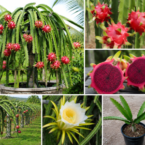 Red Dragon Fruit Tree Live Plant, Fully Rooted, 12" Tall, Quart Pot