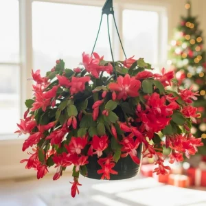 Thanksgiving Christmas Cactus Live Plant – Easy Care Blooming Houseplant – 4" Pot - Image 2