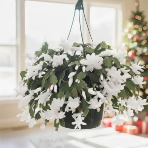 Thanksgiving Christmas Cactus Live Plant – Easy Care Blooming Houseplant – 4