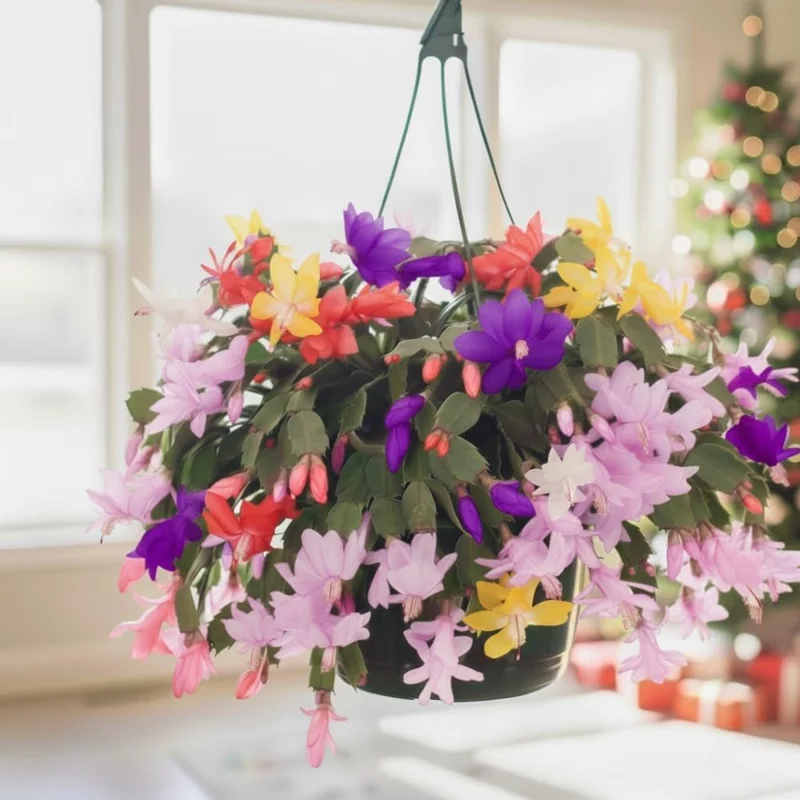 Thanksgiving Christmas Cactus Live Plant – Easy Care Blooming Houseplant – 4" Pot - Image 4