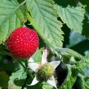 Thimbleberry Raspberry Live Plant for Planting - 6 to 12 Inch Tall Bush - Image 6