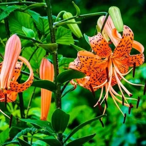 Tiger Lily Bulbs for Planting - 10 Count Orange Perennial Flower Bulbs Outdoor - Image 4