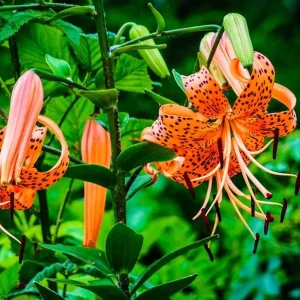 Tiger Lily Bulbs for Planting - 10 Count Orange Perennial Flower Bulbs Outdoor - Image 6