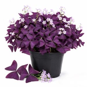 Purple  Shamrock Live Plant - Oxalis Triangularis - 4 Inch Pot