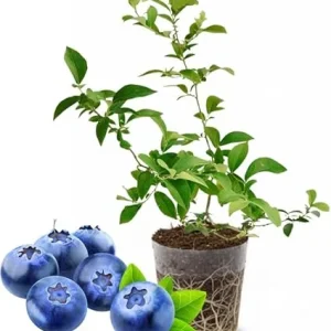 Top Hat Blueberry Live Plant – 4-8 Inch Starter Bush – Hardy Outdoor Fruit - Image 3