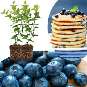 Top Hat Blueberry Trees Live Plants - Southern Highbush, 2-Pack, 5-7