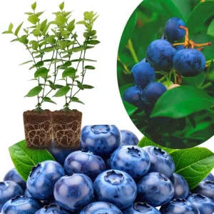 Top Hat Blueberry Trees Live Plants - Southern Highbush, 2-Pack, 5-7" Tall for Outdoor Growing - Image 1