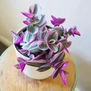 Tradescantia Live Plant 4'' Pot - Variegated Wandering Jew Indoor Houseplant - Image 2