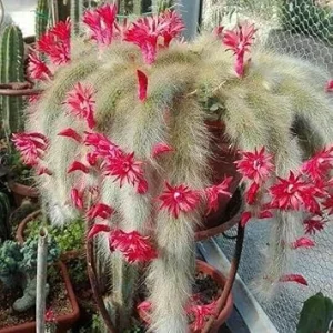 Trailing Monkey Tail Cactus Live Plant – Succulent – 6 to 8 Inches Tall - Image 2