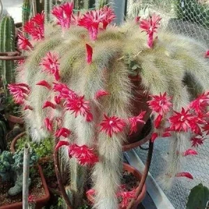 Trailing Monkey Tail Cactus Live Plant – Succulent – 6 to 8 Inches Tall - Image 7