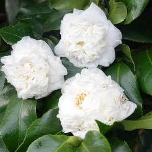Tri-Color Camellia Live Plant - 9 Months Old Shrub, Cold Hardy, Potted - Image 3