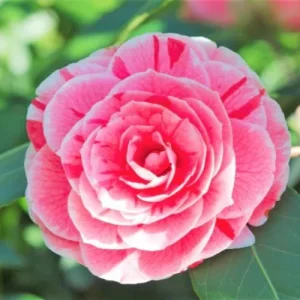 Tri-Color Camellia Live Plant - 9 Months Old Shrub, Cold Hardy, Potted - Image 4