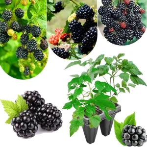 Triple Crown Thornless Blackberry Plants Live - 2 Pack, 4-8 Inch Tall Berry Plants - Image 10