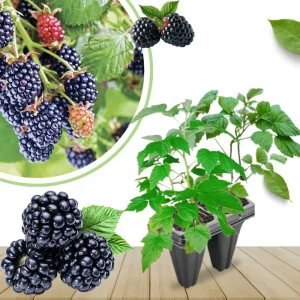 Triple Crown Thornless Blackberry Plants Live - 2 Pack, 4-8 Inch Tall Berry Plants - Image 2