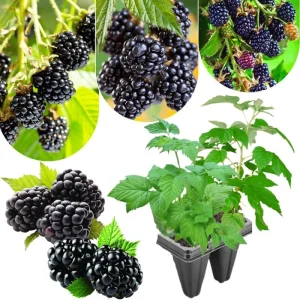 Triple Crown Thornless Blackberry Plants Live - 2 Pack, 4-8 Inch Tall Berry Plants - Image 3