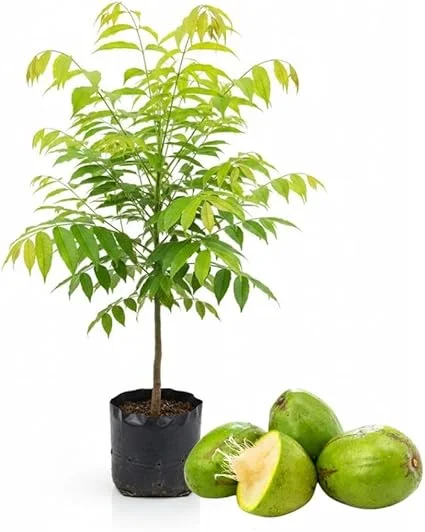 Tropical June Plum Fruit Tree Live Plant, Grafted, 3 Gallon Pot, Outdoor - Image 3
