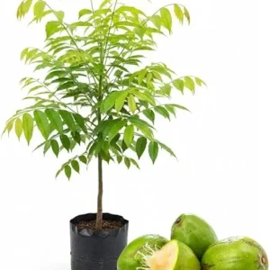 Tropical June Plum Fruit Tree Live Plant, Grafted, 3 Gallon Pot, Outdoor - Image 4