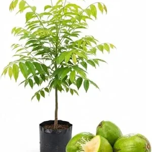 Tropical June Plum Fruit Tree Live Plant, Grafted, 3 Gallon Pot, Outdoor - Image 5