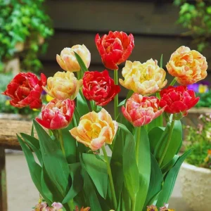 Tulip Bulbs for Fall Planting - 25 Mixed Large Spring Flower Bulbs - Image 2