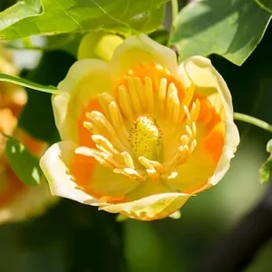 Tulip Poplar Tree Live Plant 8-14 Inch Tall - Yellow Poplar Seedling in Quart Pot - Image 2