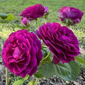 Twilight Zone Grandiflora Rose Live Plant – Deep Purple Flower Shrub, 5-9 Inches Tall, Fragrant - Image 7