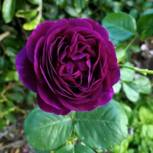 Twilight Zone Grandiflora Rose Live Plant – Deep Purple Flower Shrub, 5-9 Inches Tall, Fragrant - Image 8