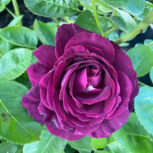 Twilight Zone Grandiflora Rose Live Plant – Deep Purple Flower Shrub, 5-9 Inches Tall, Fragrant - Image 9
