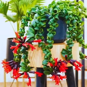Twister Lipstick Plant Live, Aeschynanthus, 3 Inch Pot, Trailing Houseplant - Image 2