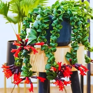 Twister Lipstick Plant Live, Aeschynanthus, 3 Inch Pot, Trailing Houseplant - Image 3