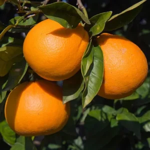 Valencia Orange Tree Live Plant - 3-4 Ft Tall, 5 Gallon Pot, Sweet Citrus - Image 6